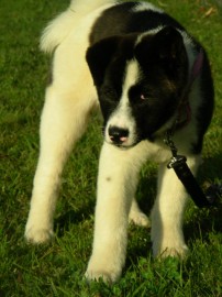 keiko